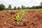 Corn agricultural on sunlight background