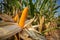 Corn for animal feed, Yellow corns as background