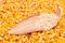 Corn bran is stacked on a dry brown corn leaf on a yellow background of corn kernels