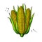 Corn bunch hand drawn vector illustration. Isolated maize sketch. Vegetable object.