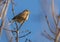 Corn Bunting on branch with sprouts