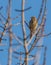 Corn Bunting on branch with sprouts