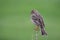 Corn bunting/Emberiza calandra/.