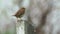 Corn Bunting - Emberiza calandra on the branch with white background, passerine bird in the bunting family Emberizidae, brown comm