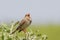 Corn bunting/Emberiza calandra/ singing.