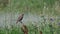 Corn bunting Emberiza calandra sits on a plant on a beautiful green background