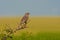 Corn Bunting ( Miliaria calandra )