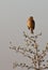 A Corn Bunting on an olive tree