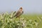 Corn bunting singing.