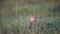 Corn Bunting Singing on Grass