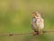 A Corn Bunting on the wire