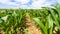 corn bushes on field in Picardy region of France