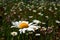 Corn camomile