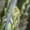 a corn caterpillar on wheat stalk