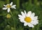 Corn Chamomile