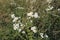 Corn Chamomile `Anthemis arvensis` at London Park