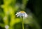 Corn chamomile, mayweed, scentless chamomile, or field chamomile