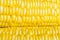 Corn closeup