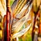 Corn closeup on the stalk