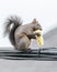 Corn on the Cob for an Agile Squirrel