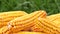 Corn on the cob closeup. Ripe corn in a basket on a background of green grass. Concept of agriculture, production of