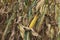 Corn cob in cultivated agricultural corn field ready for harvest picking