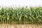 Corn cob on field with drip irrigation