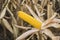 Corn Cob in the Field. Ear of Corn in Autumn Before Harvest. Agriculture Concept.