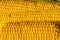 Corn on the cob. Golden corn close up. Autumn harvesting. Corn seeds in sunlight. Organic vegetables. Ripe sweetcorn.