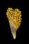 Corn, cob, golden, jewel, elegance, oddly shape