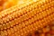 Corn cob with golden seed kernels, conceptual image