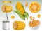 Corn cob, grains, corn flakes. Set vector elements. Package design