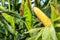 Corn cob with green leaves growth in agriculture field