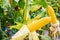 Corn cob with green leaves growth in agriculture field