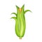 Corn cob in green leaves realistic. Organic food. Corncob natural meal. Ripe maize