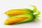 Corn on the cob isolated on a white background with clipping path.