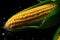 Corn on the cob with water drops on a dark background