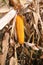 corn cob with yellow seeds and dried leaves in later summer