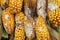 Corn cobs are affected by fusarium - the causative agent of Fusarium moniliforme