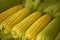 Corn cobs in detail with selective focus.