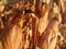 Corn cobs growing. Grain drying under the sun of Spain. Cereal close-up. European agriculture, EU.