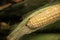 Corn Cobs Organic Healthy Natural Traditional Vegetable Agriculture Countryside