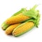 Corn cobs on a white background