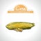 Corn Collection of fresh vegetables with leaf. Vector illustration. Isolated
