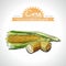 Corn Collection of fresh vegetables with leaf. Vector illustration. Isolated