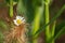 corn, cornfield, agriculture, season, harvest, cobs, august