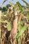 Corn in the cornfield ready for harvest by farmer