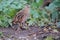 Corn crake