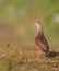 Corn crake - Crex crex - male bird