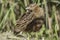 Corn crake - Landrail - in classic profile pose